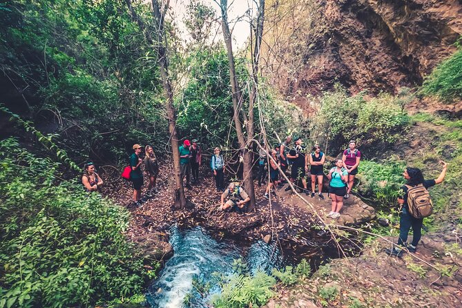Full Day Rainforest Tour with Tasting and Swimming Time ツ - A rainforest day that actually feels like Gran Canaria