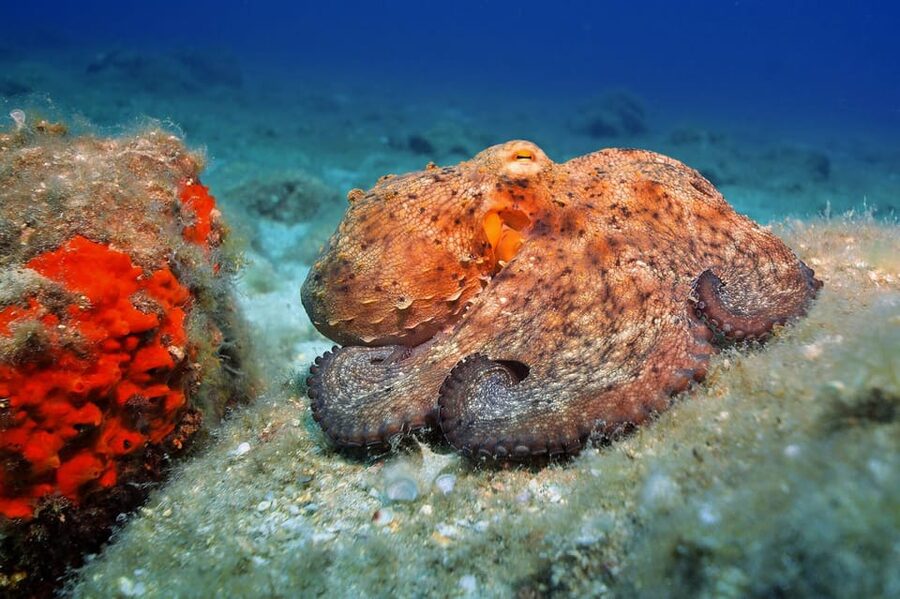 Gran Canaria: 3-Day Open Water Diver Course - Key Highlights You’ll Care About