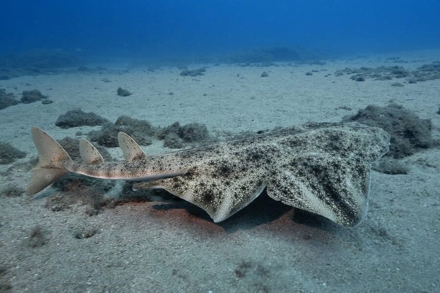Gran Canaria: 3-Day Open Water Diver Course - Pool and Shallow-Water Practice: Where Confidence Gets Built