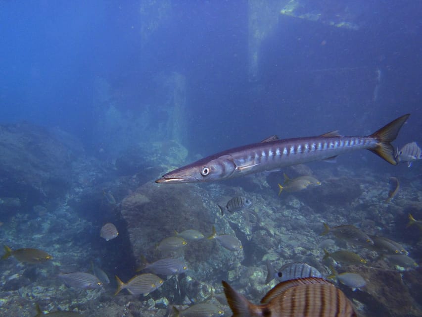 Gran Canaria: 3-Day Open Water Diver Course - Day Two: More Theory, Final Exam, and Momentum for Open Water