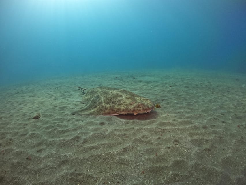 Gran Canaria: 3-Day Open Water Diver Course - Who Should Book This Course (And Who Should Wait)