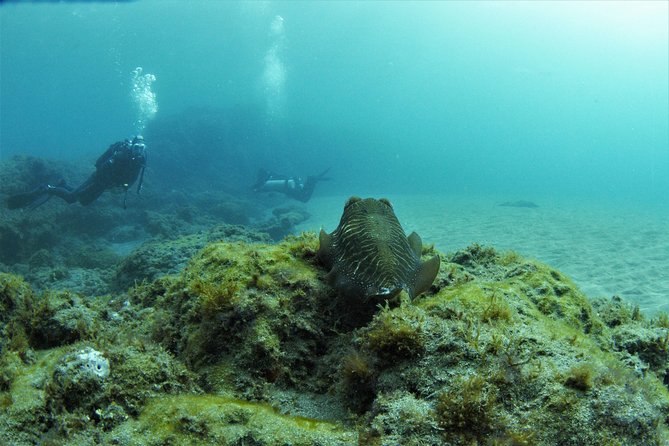 Gran Canaria 3 days / 6 dives in Various Locations - Key highlights to look for