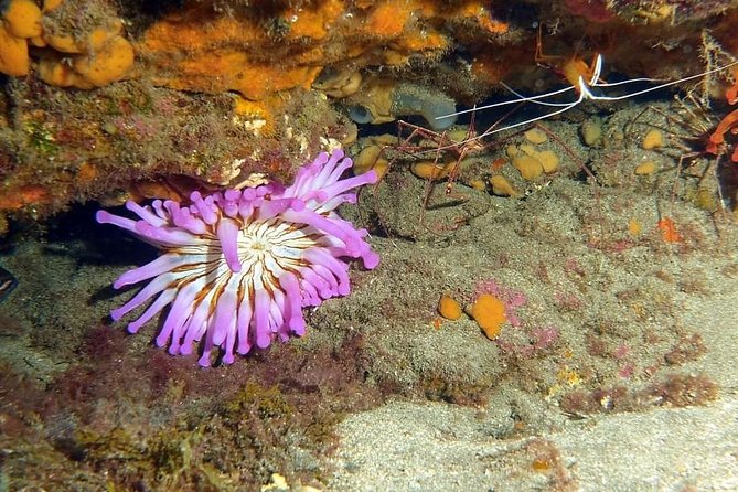 Gran Canaria 3 days / 6 dives in Various Locations - Should you book Blue Water’s 3 days / 6 underwater sessions?
