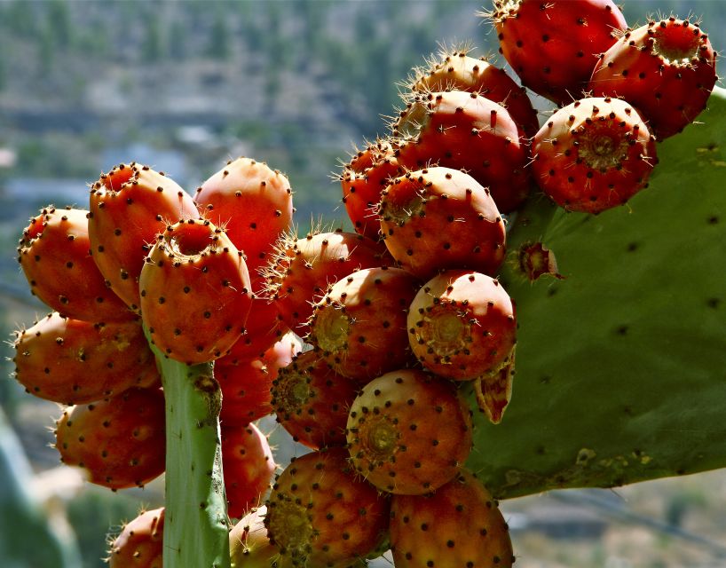 Gran Canaria: 6-Hour Teror and San Mateo Markets Tour - Teror: The Pilgrimage Village and Market Around the Church