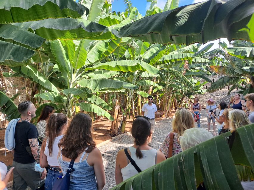Gran Canaria: Banana World Guided Tour & Tasting - Banana World at Hacienda La ReKompensa: a short tour with real texture