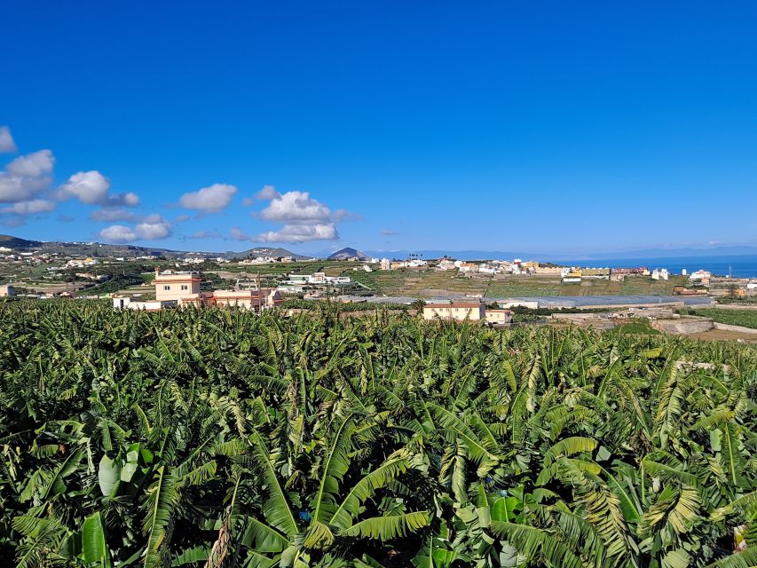 Gran Canaria: Banana World Guided Tour & Tasting - Museo del Platano: the history stop that keeps things grounded