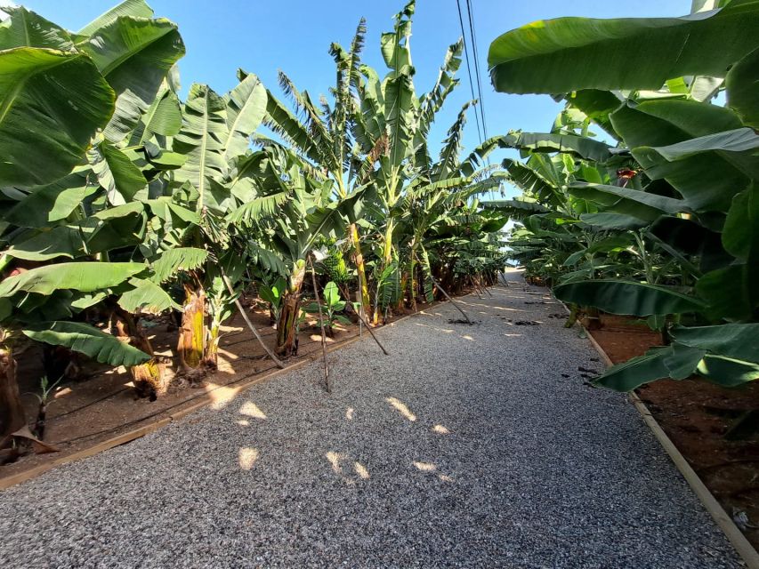 Gran Canaria: Banana World Guided Tour & Tasting - The part that wins hearts: guides, questions, and banana facts you’ll actually keep