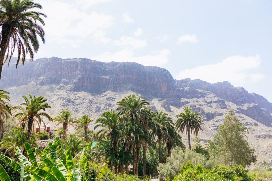 Gran Canaria: Camel Ride Safari w/ Optional Food & Transport - Key highlights worth aiming for