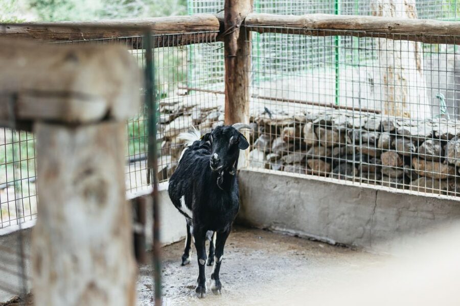 Gran Canaria: Camel Ride Safari w/ Optional Food & Transport - Farm animals in the desert oasis: close-up encounters