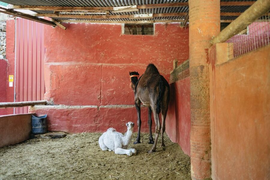 Gran Canaria: Camel Ride Safari w/ Optional Food & Transport - Optional tapas in a museum-like setting (and whether it’s worth it)