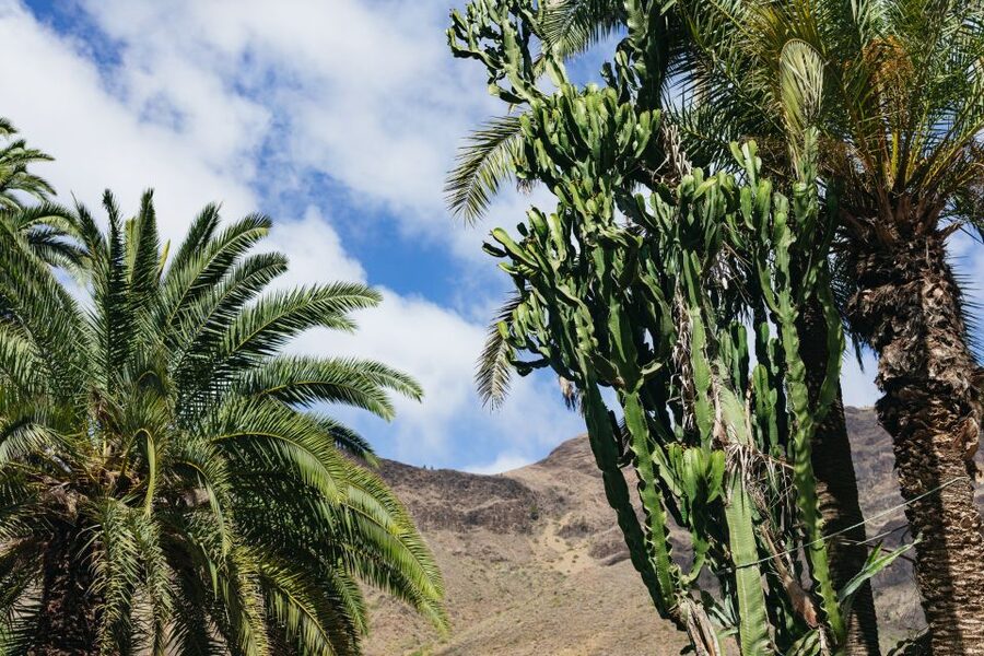 Gran Canaria: Camel Ride Safari w/ Optional Food & Transport - Hotel transfer: the easiest way to make this a real half-day plan