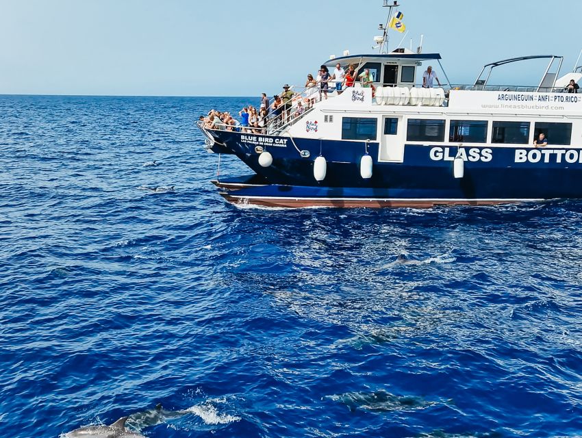Gran Canaria: Catamaran Dolphin Watch Cruise with Snorkeling - Searching for dolphins and whales: what that time feels like