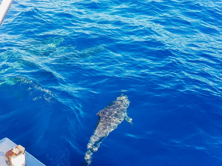 Gran Canaria: Catamaran Dolphin Watch Cruise with Snorkeling - The Taurito swim stop: snorkeling, swimming, and the rocks reality check