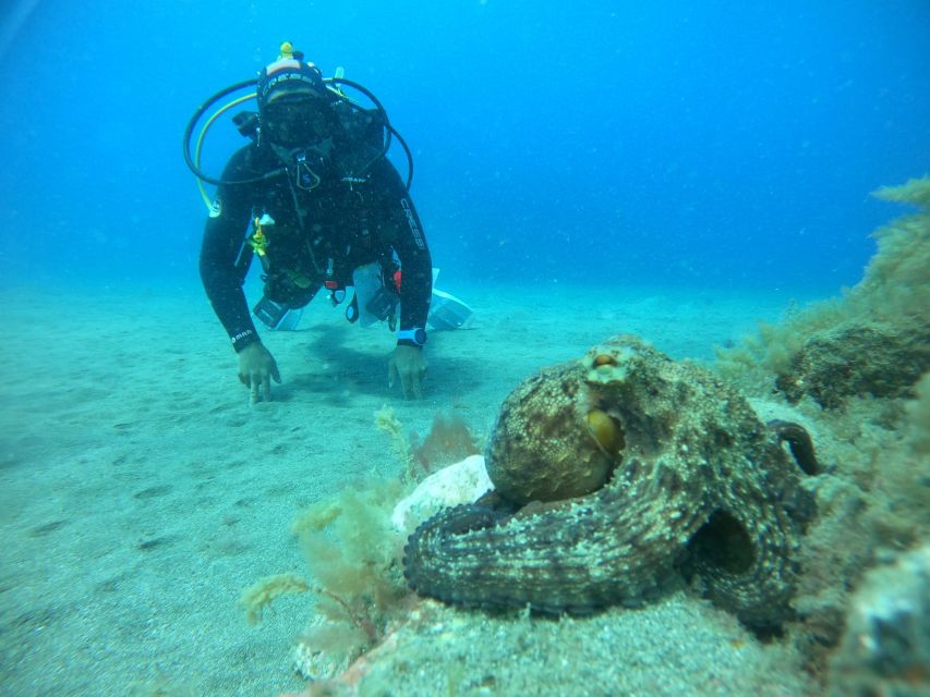 Gran Canaria: Discover Scuba Diving - Free Transfers - What to expect from the team (based on real-world feedback)