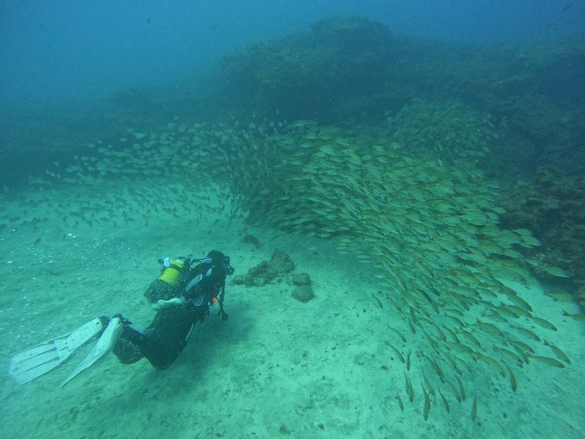 Gran Canaria: Discover Scuba Diving - Free Transfers - Where you go underwater: Amadores or Tufia, depending on weather