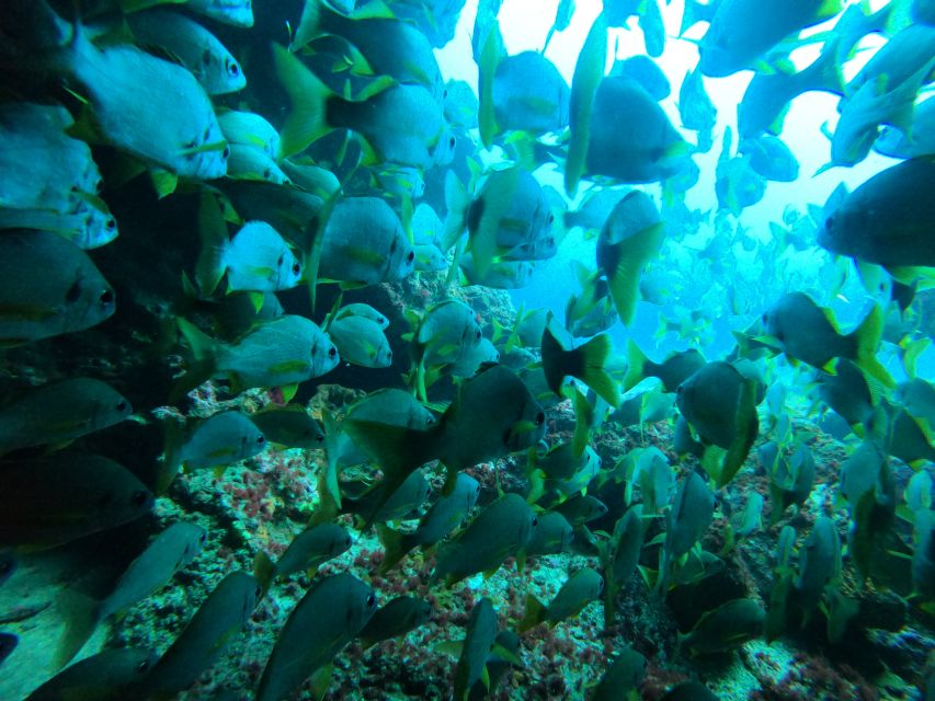 Gran Canaria: Discover Scuba Diving - Free Transfers - Practical tips that make your session smoother
