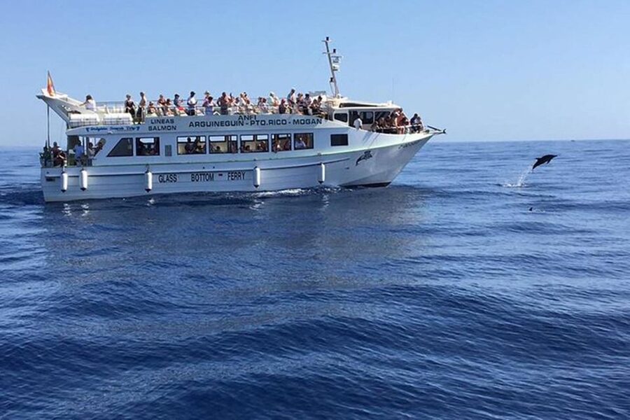 Gran Canaria: Dolphin and Whale Watching Cruise - Gran Canaria dolphin and whale cruise: the real vibe on the water