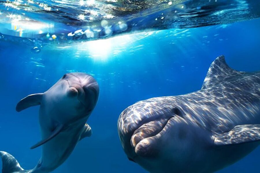 Gran Canaria: Dolphin and Whale Watching Cruise - Boarding experience: what you do once you’re on the boat