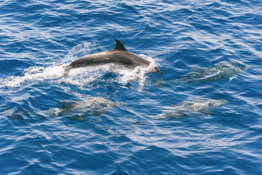Gran Canaria: Dolphin and Whale Watching Cruise - What you might actually see: dolphins, whales, and the bonus wildlife