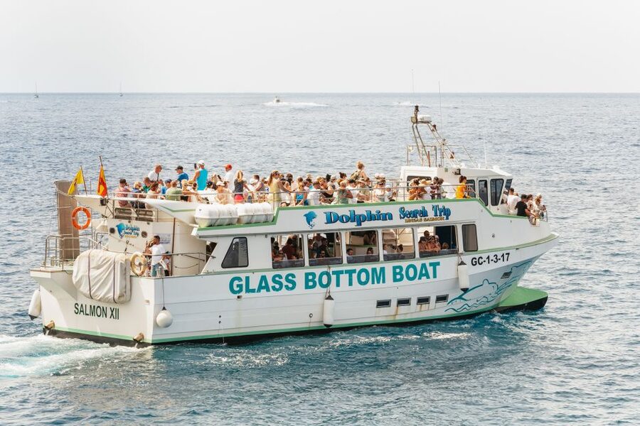 Gran Canaria: Dolphin and Whale Watching Cruise - How the crew finds dolphins: why the guide role is more than trivia