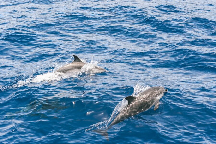 Gran Canaria: Dolphin and Whale Watching Cruise - Photo time and comfort: getting good views without stressing the animals