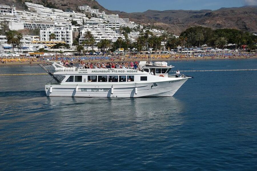 Gran Canaria: Dolphin and Whale Watching Cruise - Price and value: is $41 a fair deal?