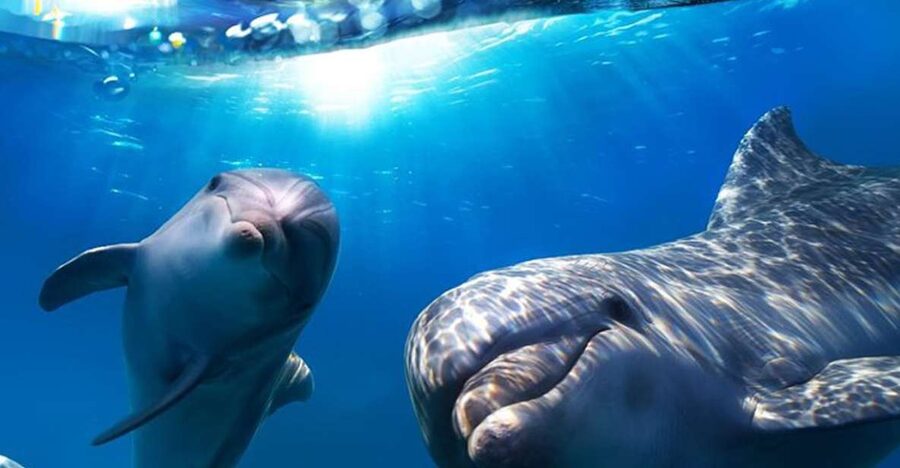 Gran Canaria: Dolphin and Whale Watching Cruise - Getting from your hotel to the harbor: pickup plus a long coach ride