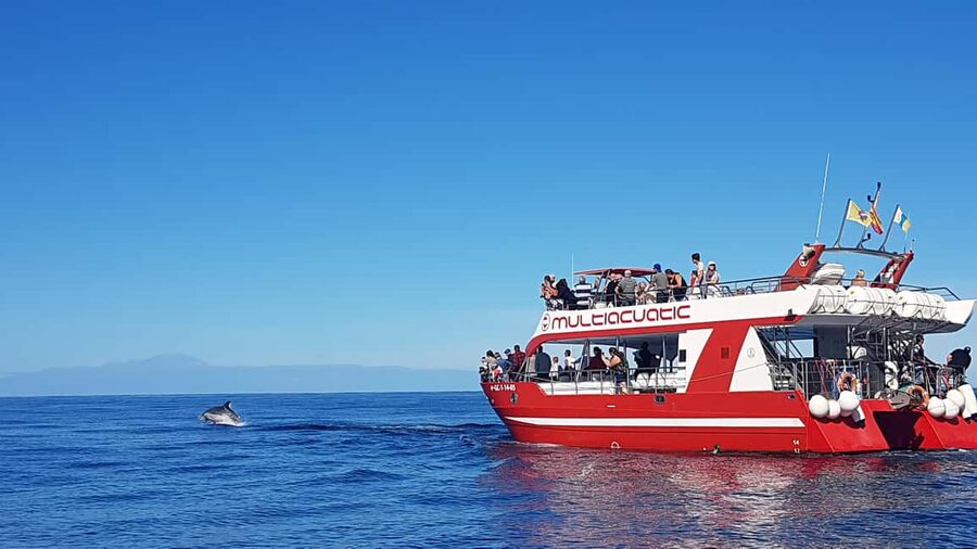 Gran Canaria Dolphin Safari and a swim - Hotel pick-up to Puerto Rico port: the whole day stays easy