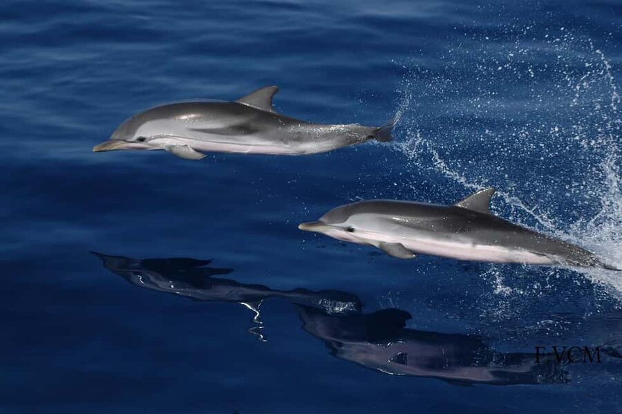 Gran Canaria Dolphin Safari and a swim - Who this dolphin safari and swim fits best