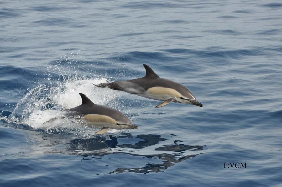 Gran Canaria Dolphin Safari and a swim - What to pack so the trip feels effortless
