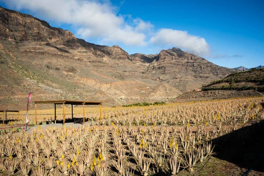 Gran Canaria from the Heights: Fataga and Tejeda - Price and logistics: is $30 fair for 7 hours?