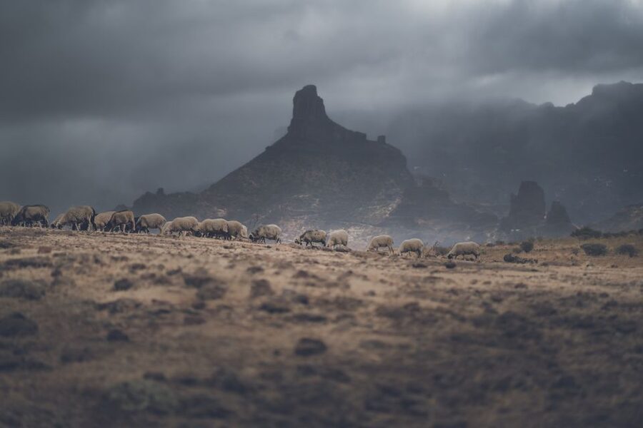 Gran Canaria: Full-Day Customizable Private Photography Tour - Markets and tastings: gold medal cheese, wine, and rum