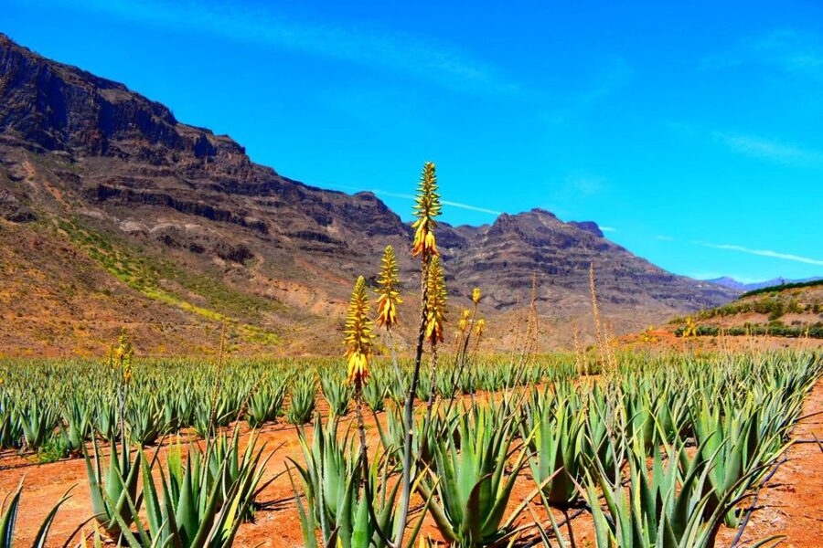 Gran Canaria: Full-Day VIP Tour by Bus - Valley of a Thousand Pine Trees: Forest Roads and Big Changes in Elevation