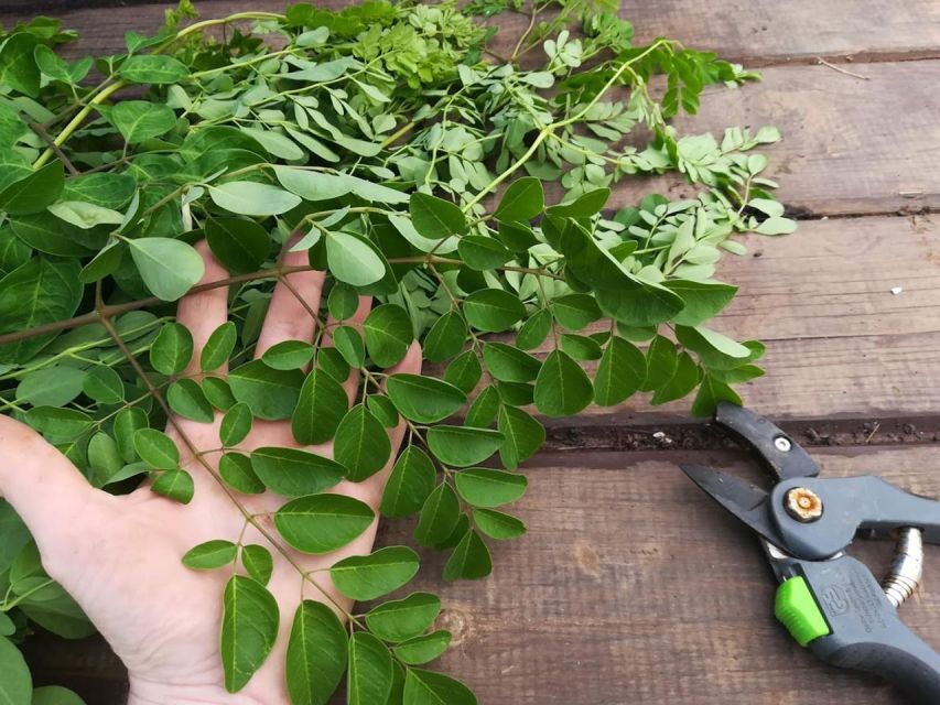 Gran Canaria: Green Witchcraft in the Magic Island - Azuaje ravine walk: botanical ID and collecting medicinal plants