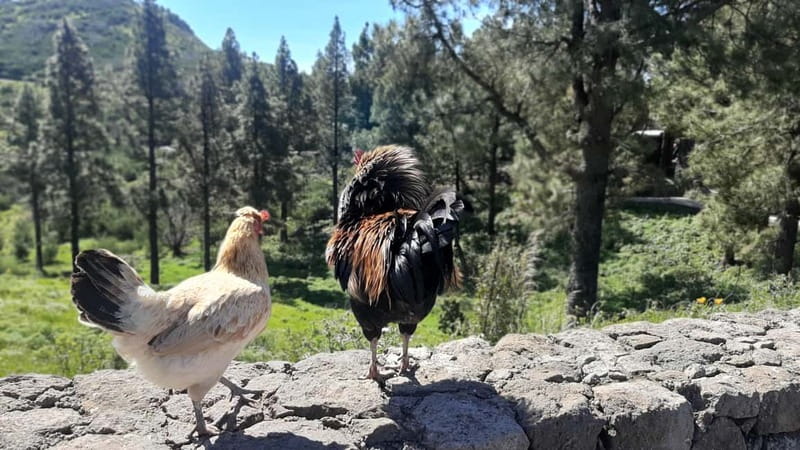 Gran Canaria: Highlights & hidden gems with Sky Rebels - Agüimes: finishing with local life and colorful streets
