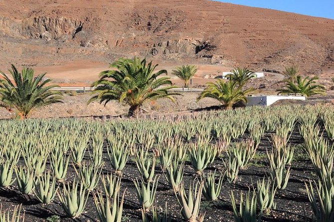 Gran Canaria Historic Tour - Yestarday and Today Premium - The Historic Part: How the Guide Turns Old Architecture Into a Story