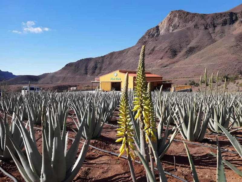 Gran Canaria: Island Highlights Tour with Optional Lunch - Presa del Mulato: a water-and-engineering moment