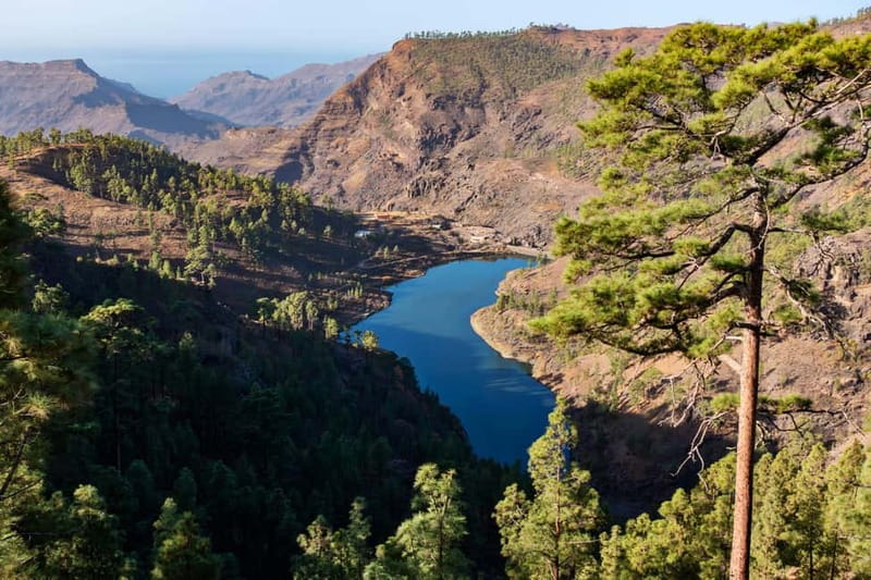 Gran Canaria: Island Highlights Tour with Optional Lunch - Aloe Vera Finca Canarias: learning fast, then deciding what you want