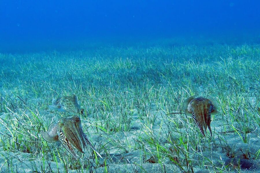 Gran Canaria:Live an Adventure and Learn to Dive with Expert - What you’ll see underwater: fish schools, cuttlefish, and real wildlife chances