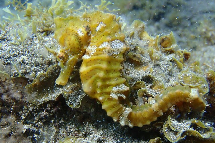 Gran Canaria:Live an Adventure and Learn to Dive with Expert - What to bring (and the small rules that matter)