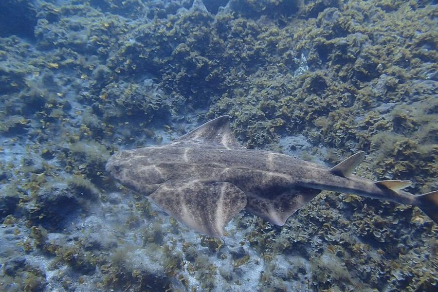 Gran Canaria:Live an Adventure and Learn to Dive with Expert - From hotel pickup to 6 meters down: your 4-hour rhythm