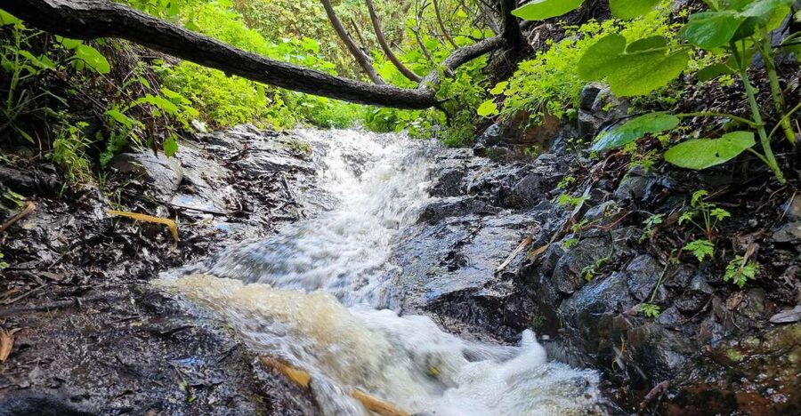 Gran Canaria: "Magic Waterfalls" Hiking Tour - A microclimate hike: why the north feels different from the south