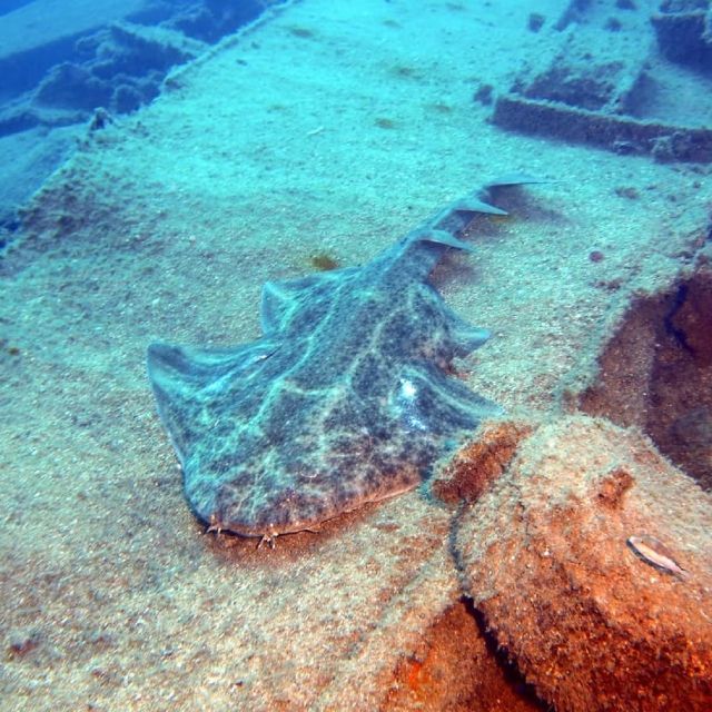 Gran Canaria: Morning Scuba Dive - Key highlights I’d actually plan around