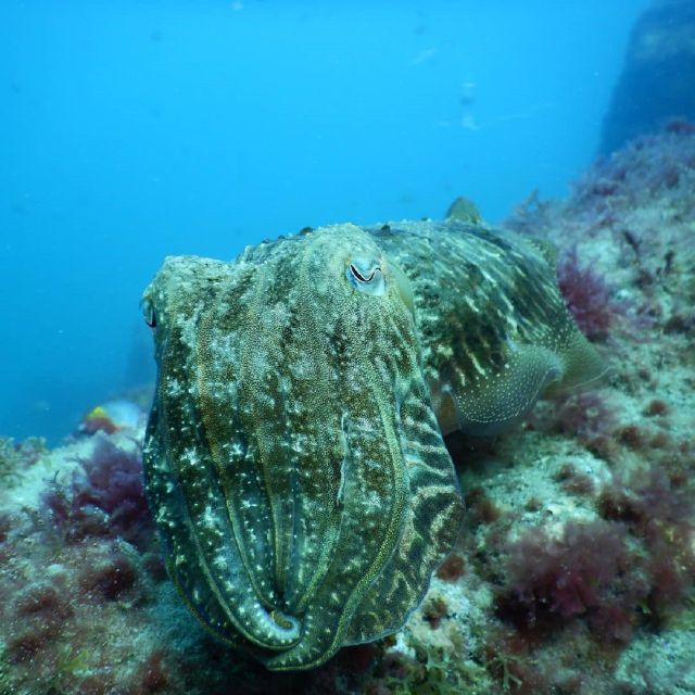 Gran Canaria: Morning Scuba Dive - Boat-based mornings: timing, comfort, and how to pack