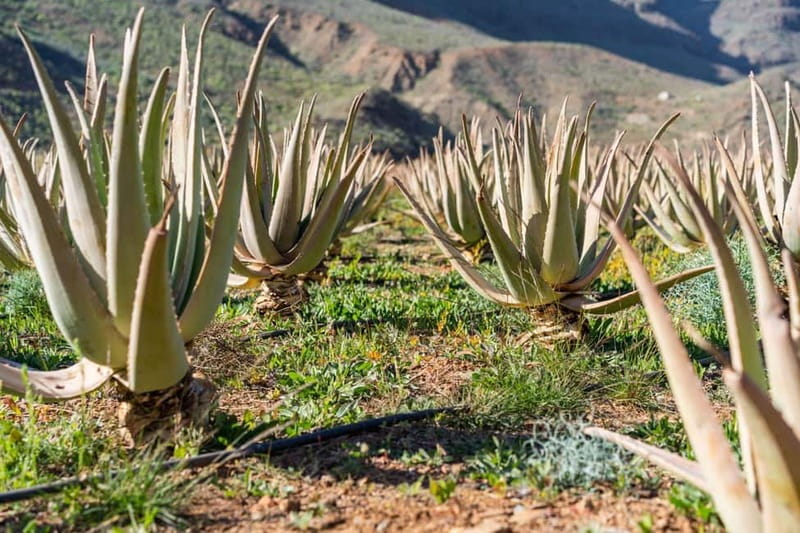 Gran Canaria Peaks: Firgas, Teror, Aloe Vera tour - Teror’s Canarian Balconies and Market Stop