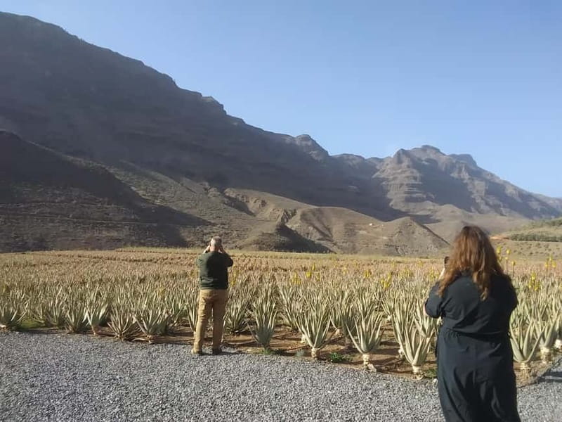 Gran Canaria Peaks: Firgas, Teror, Aloe Vera tour - Miradors for Roque Nublo Views: Degollada Stops and Photo Timing