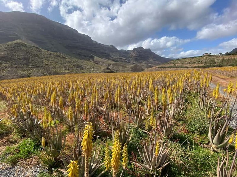 Gran Canaria Peaks: Firgas, Teror, Aloe Vera tour - Pace, Comfort, and Weather: The Real Meaning of an 8-Hour Loop