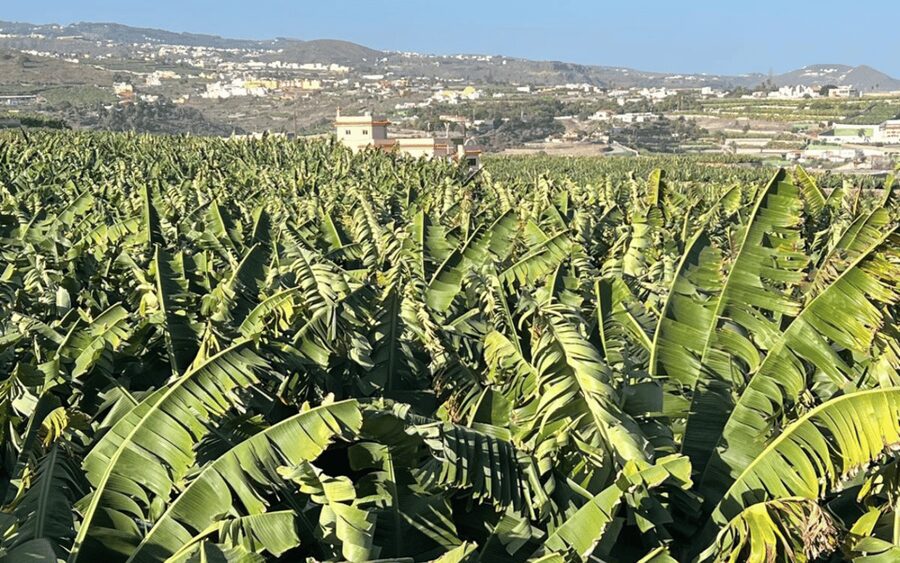 Gran Canaria: Rum, Wines and Banana Tour - Key Highlights Worth Your Time