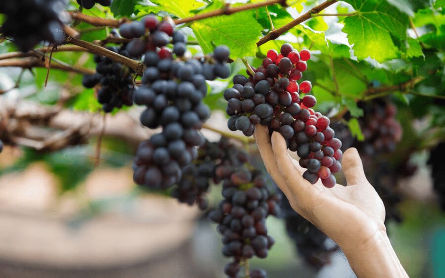 Gran Canaria: Rum, Wines and Banana Tour - Getting To This Tour: Parque Tropical and the Time Trap