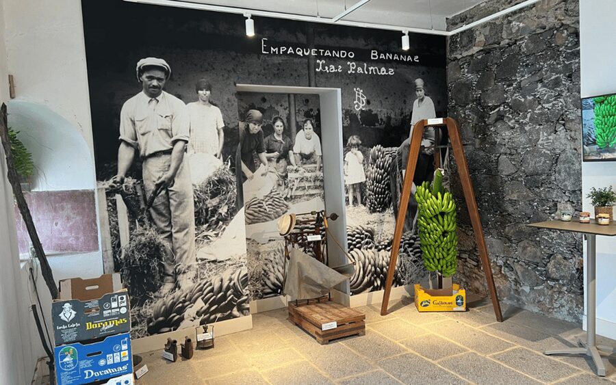 Gran Canaria: Rum, Wines and Banana Tour - Agaete Finca Day: Volcanic Vines, Coffee Notes, and Wine Samples